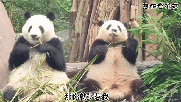 花花的爱花花的情是什么歌