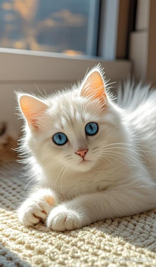 猫的照片大全 猫的照片大全