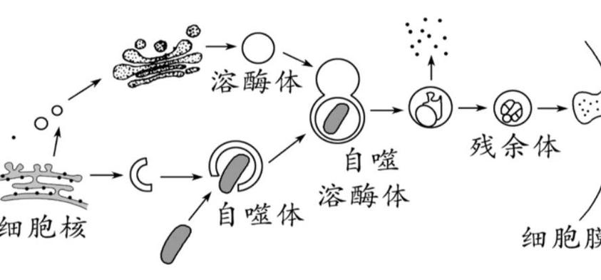 细胞死亡的方式有