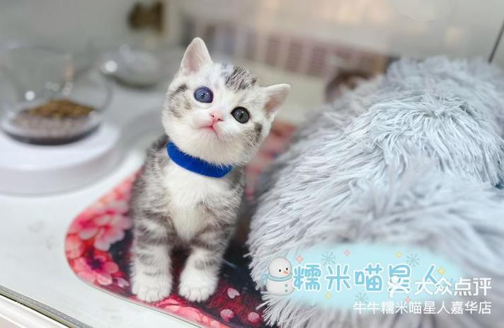 美短加白怎么看品相 美短加白怎么看品相