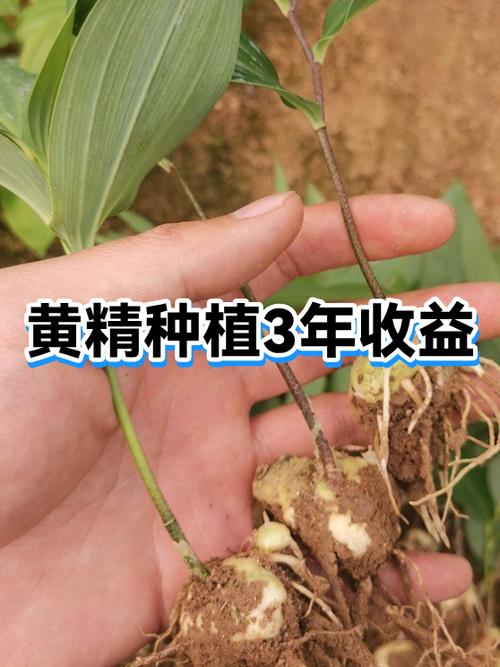 种植黃精一亩利润多少