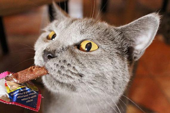 小猫咪吃什么食物最好