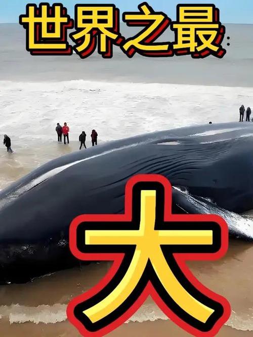 世界上最大的蓝鲸的视频截图2