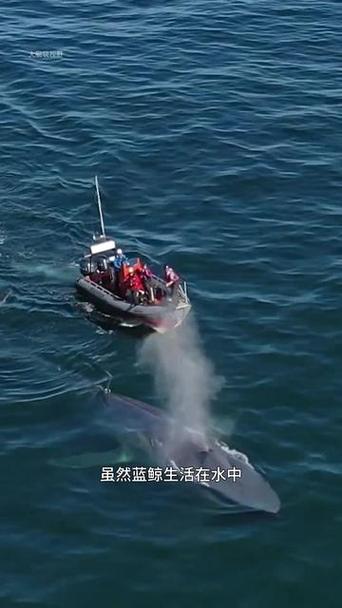 世界上最大的蓝鲸的视频截图3