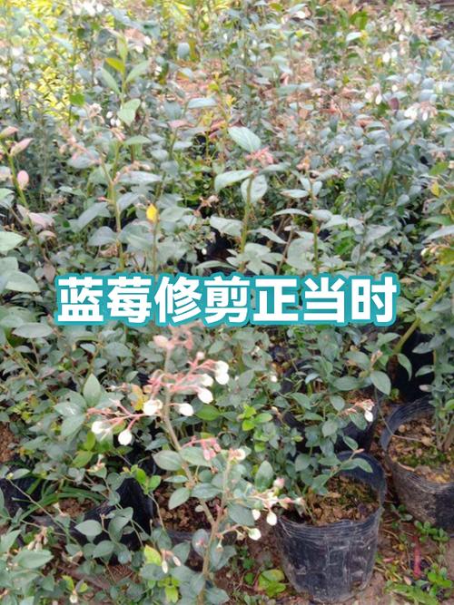 蓝莓树修剪方法视频教程