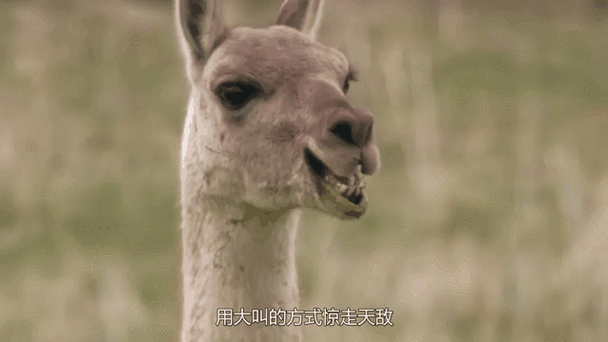 羊驼的口水有毒吗