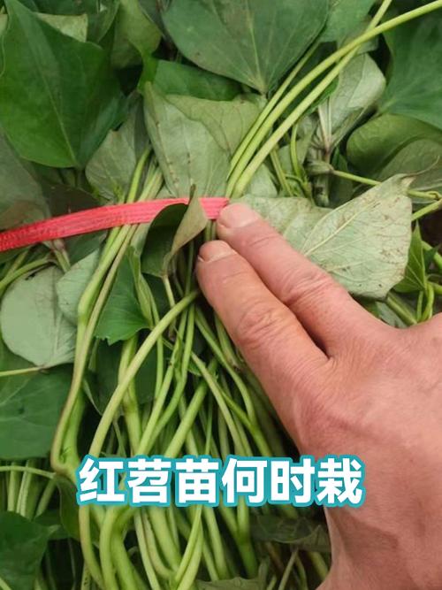 红薯能带上高铁吗