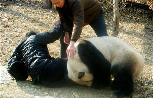 大熊猫咬死过人吗