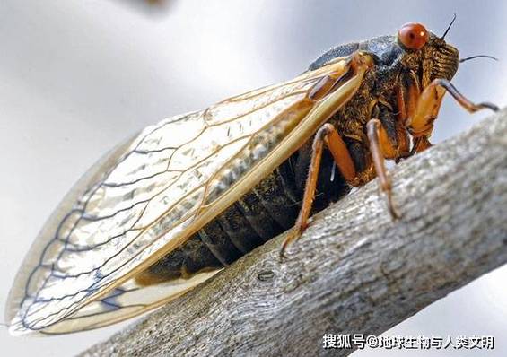寒蝉顺序 寒蝉顺序