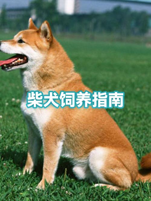 柴犬可以吃香蕉吗