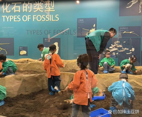 我的化石博物馆无限资源版截图1