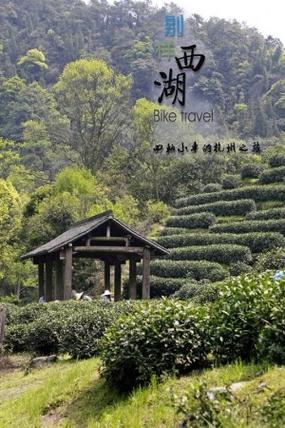 龙井问茶