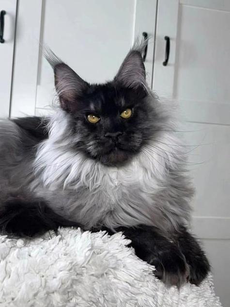 缅因猫