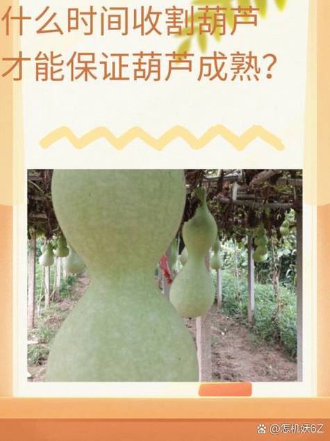 葫芦告诉我们的道理