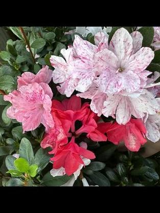 杜鹃花 杜鹃花