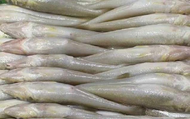 沙丁鱼是海鱼还是淡水鱼