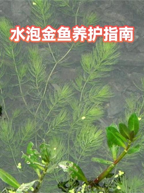 金鱼如何饲养和换水