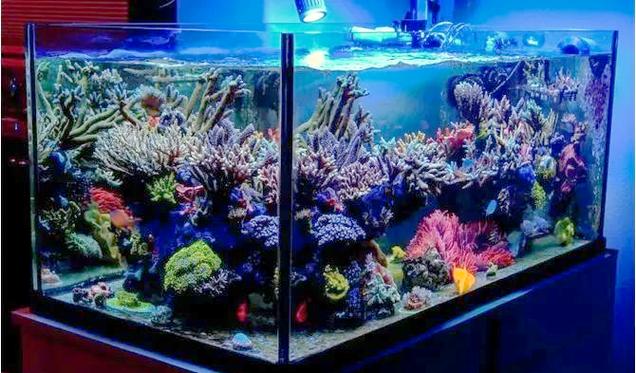 海水鱼缸截图1