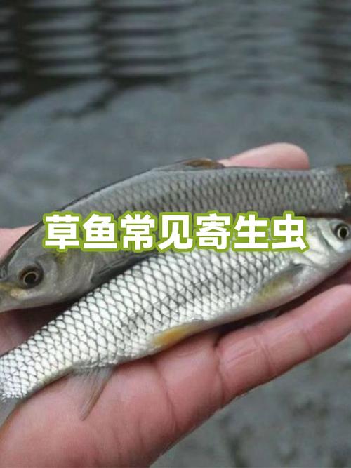 《寄生虫Parasitic》美国