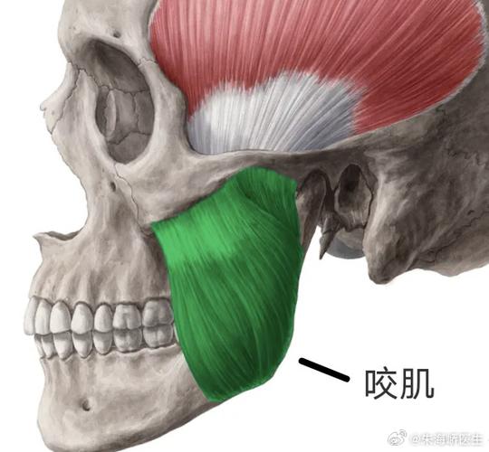 吃口香糖能让脸部紧致吗