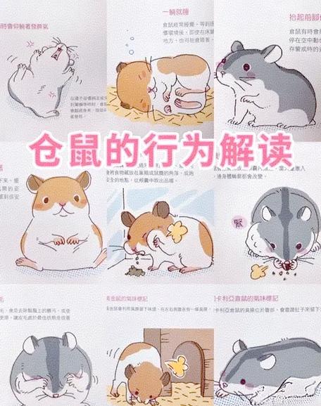 仓鼠死后多久会腐烂