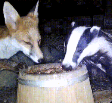 哪两种动物互惠互助