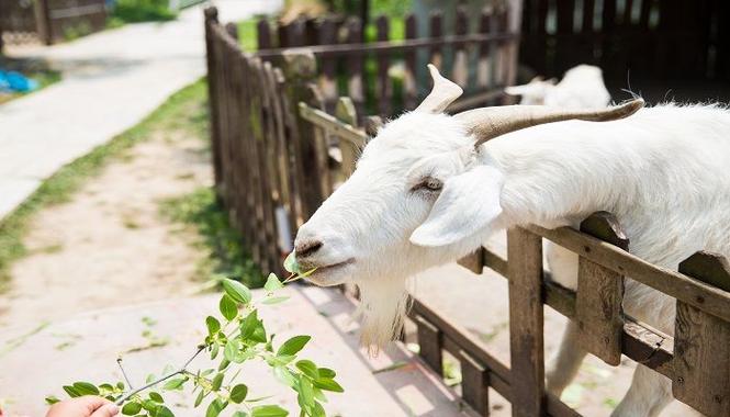 成群结队有几个生肖