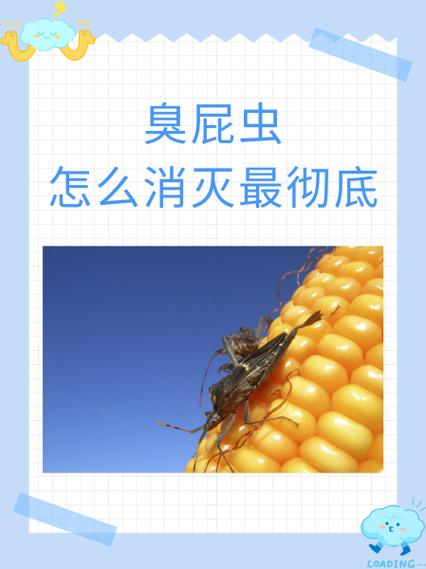 杀臭屁虫用什么药