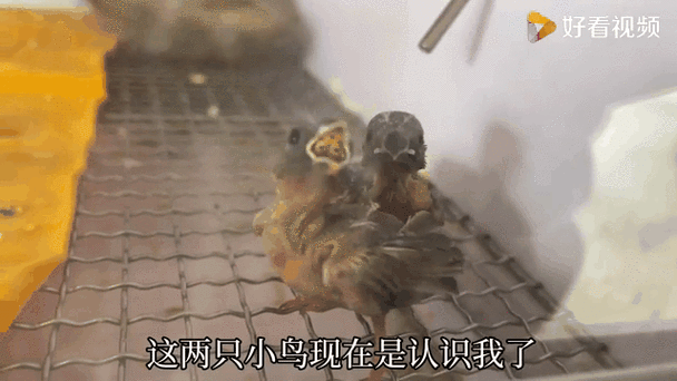 雏鸟短视频邀请码是多少