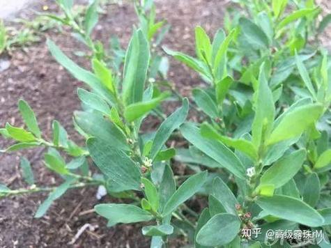 闽南过饥草图片