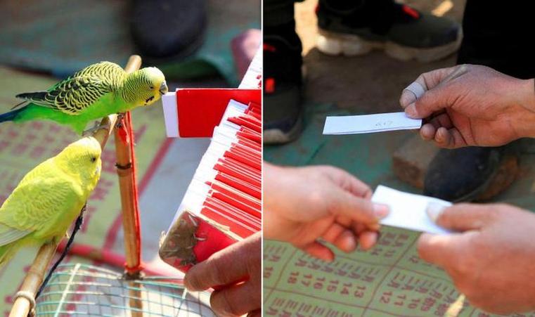 小鸟算命是根据什么来算的