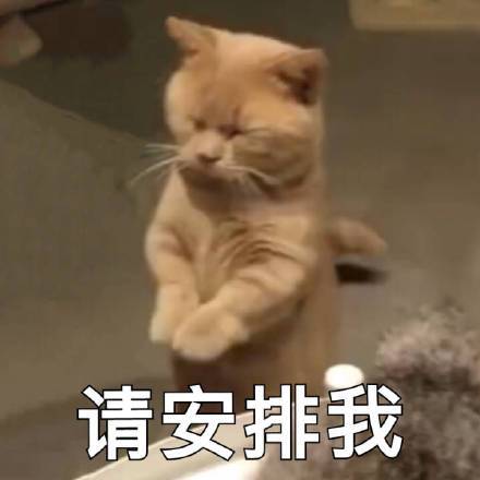 请安排我表情包