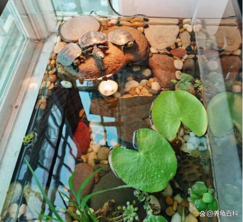 小乌龟几天换一次水最合适