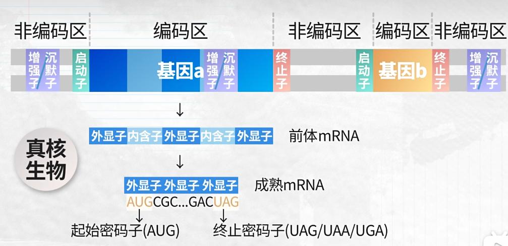 编码区和编码序列