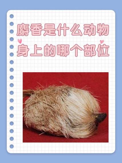 九五至尊是什么意思啊是什么动物