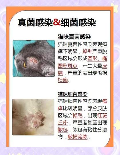 猫咪皮肤病的种类辨别图片