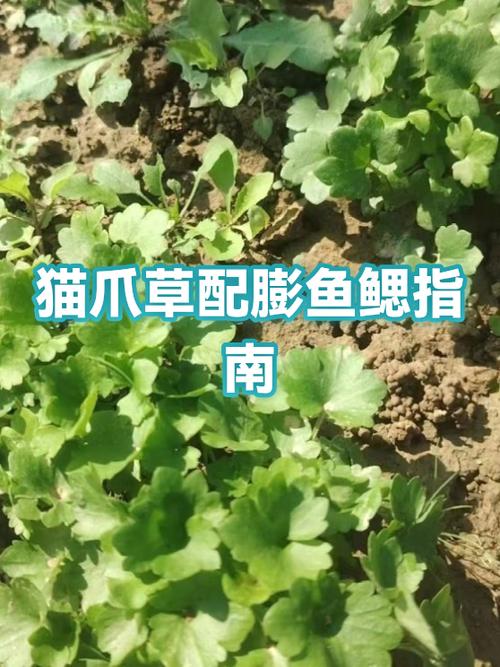 膨鱼鳃为何要尽量少吃
