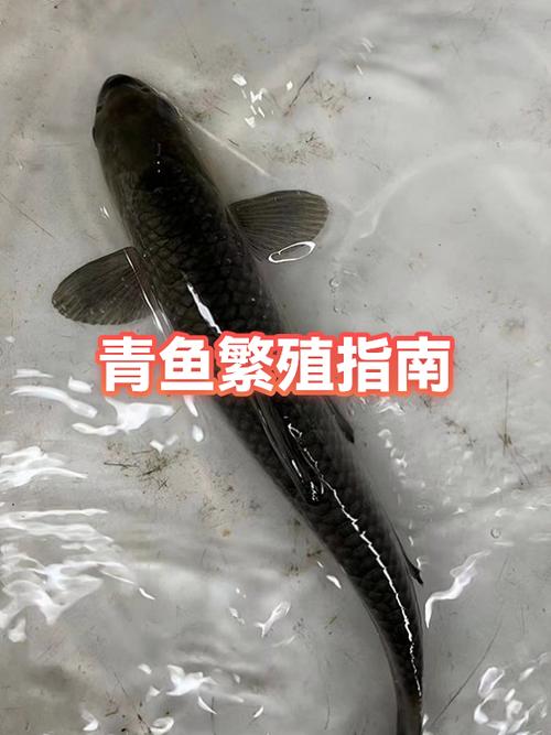 青鱼如何挑母鱼