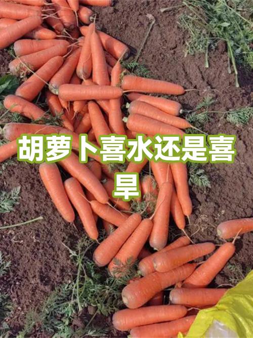 萝卜喜水还是喜旱