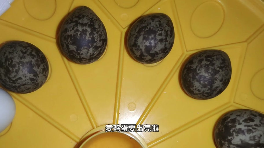 音麦蛋