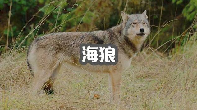 雌狼