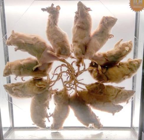 老鼠和仓鼠是一家吗