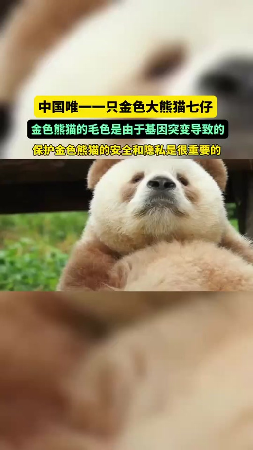 中国唯一一只金色大熊猫