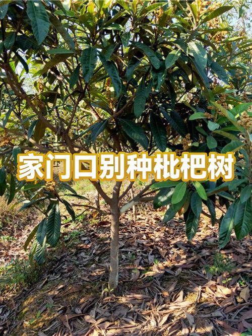 100种树木名称 100种树木名称