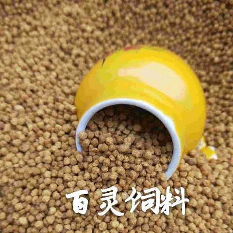 给百灵鸟做饲料