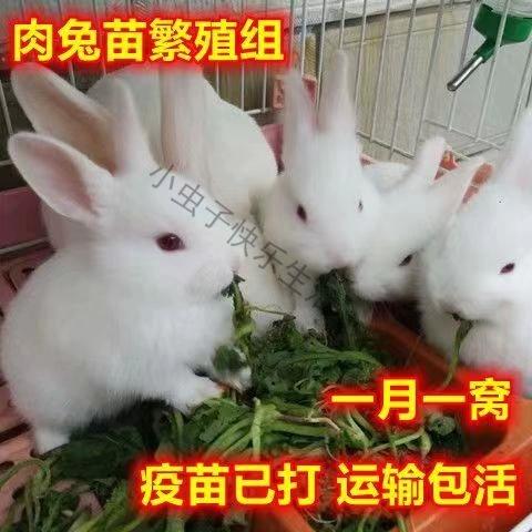 兔种苗哪里有卖