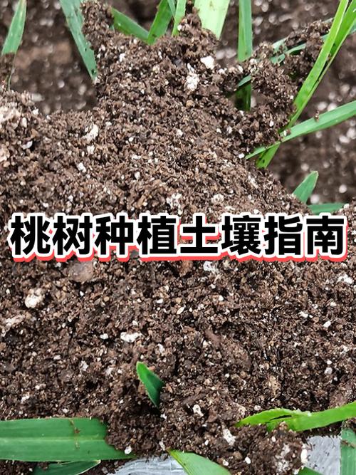 桃树种植的土壤要求