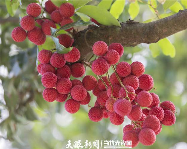 广东电视荔枝网珠江台荔枝网