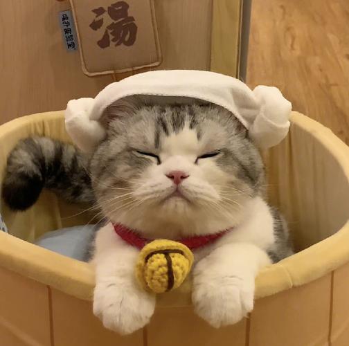 小喵喵 小喵喵