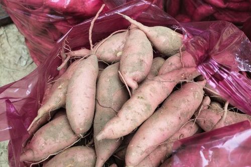 龙薯9号红薯的优缺点